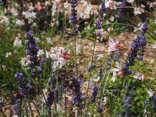 Plant white meadow flower Photo