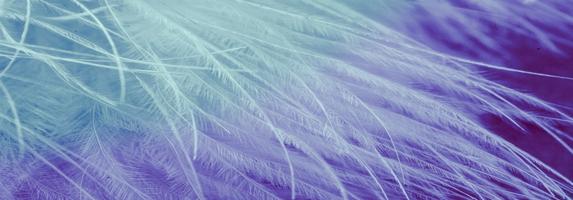 Bird wing white purple Photo