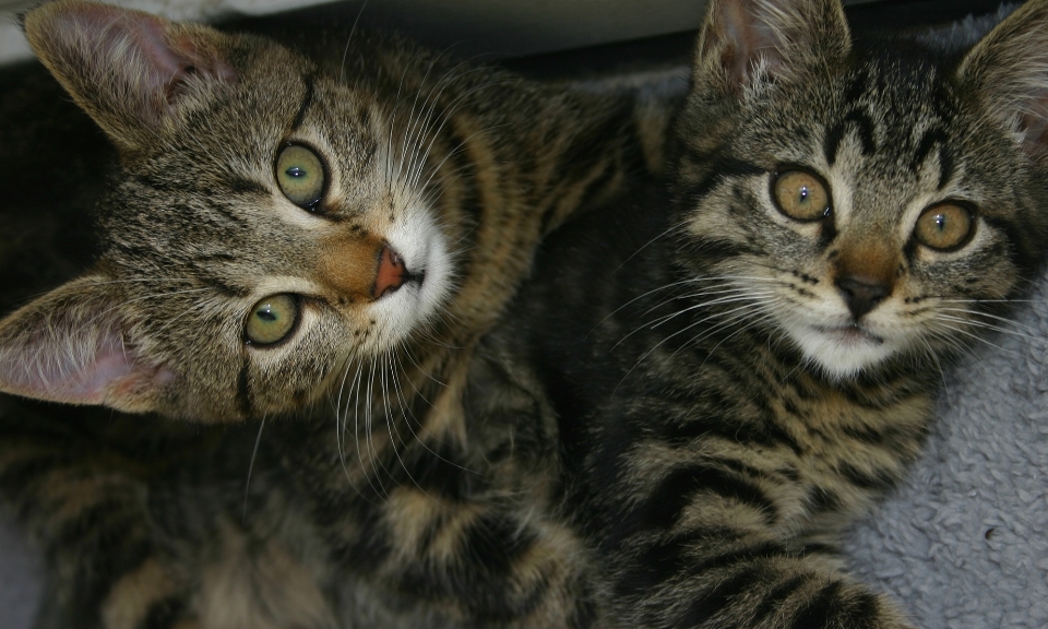 Chaton chat mammifère deux