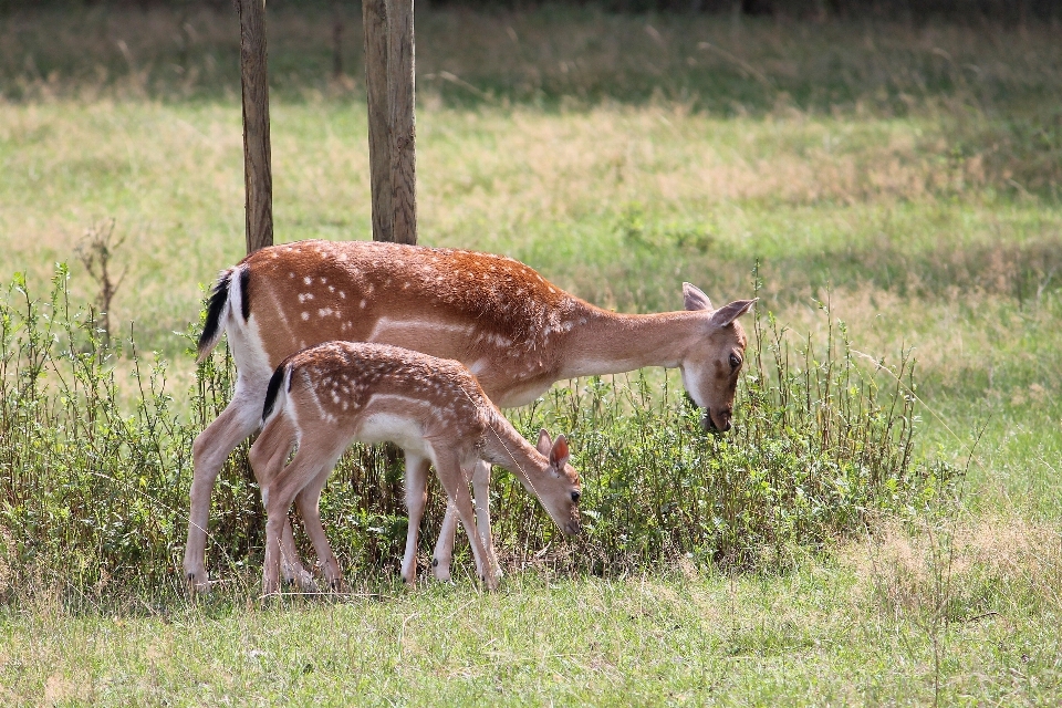 Natura foresta prateria
 animali selvatici