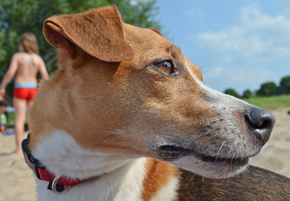 Beach dog cute male Photo