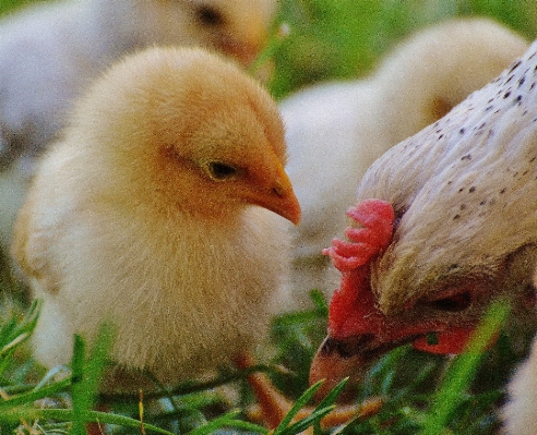 Bird meadow flower cute Photo