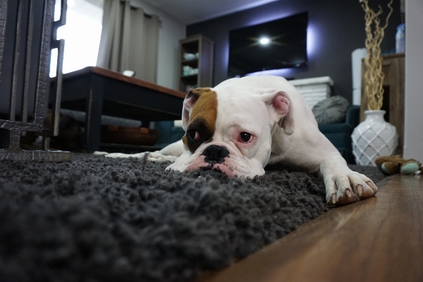 白 家 犬 動物 写真