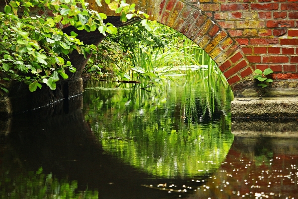 Tree water bridge sunlight Photo