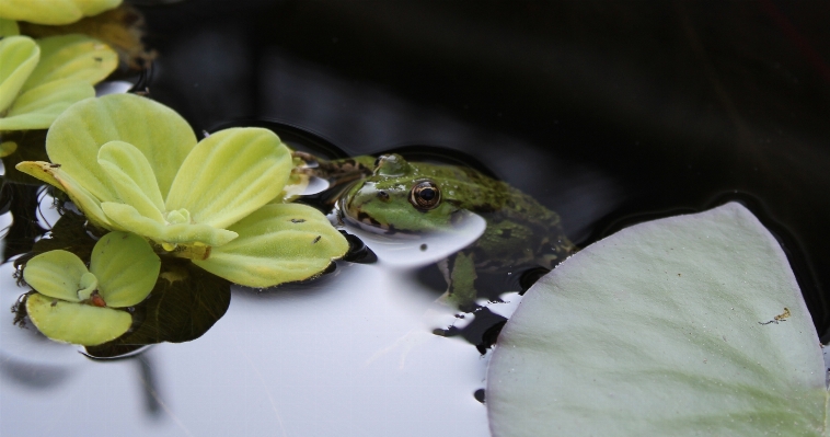 Water nature blossom plant Photo