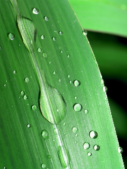 Water nature grass droplet