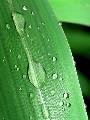 Water nature grass droplet Photo