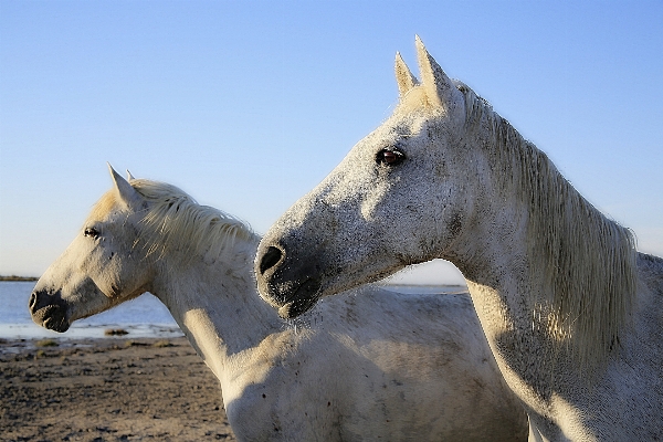 Foto Zapato blanco caballo mamífero