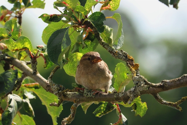 Foto árvore natureza filial pássaro