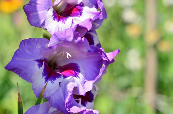 Nature plant flower petal Photo