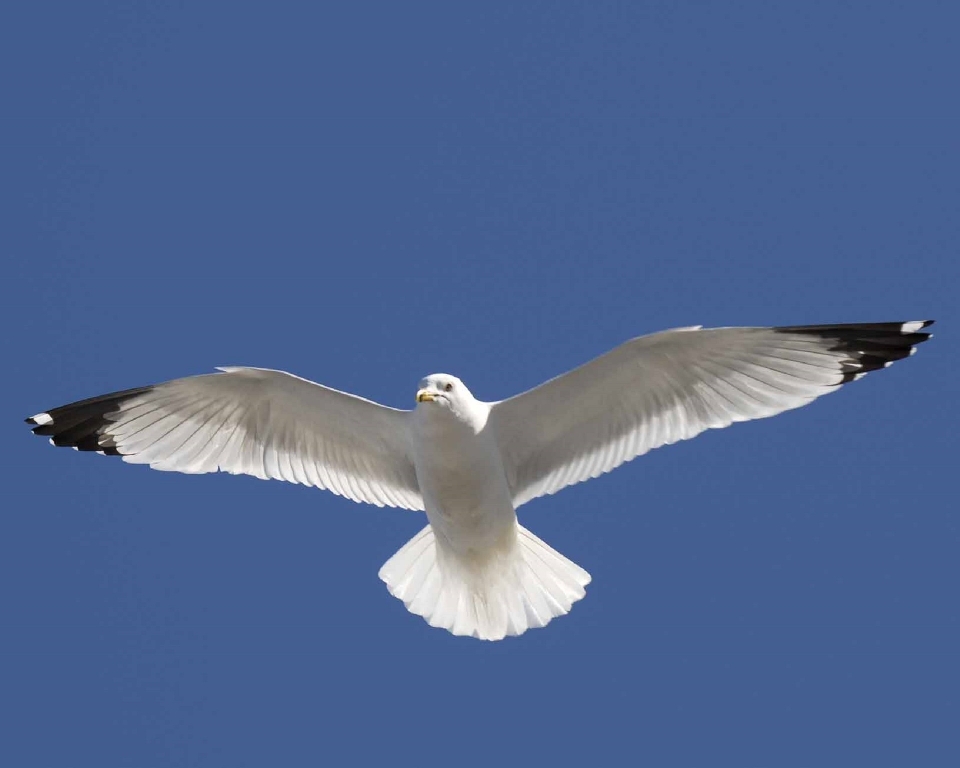 Nature bird wing sky