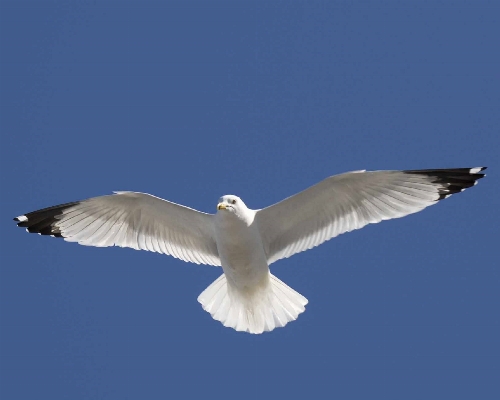 Nature bird wing sky Photo