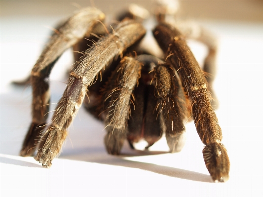 Zdjęcie Grunt fotografia zwierzę kobieta