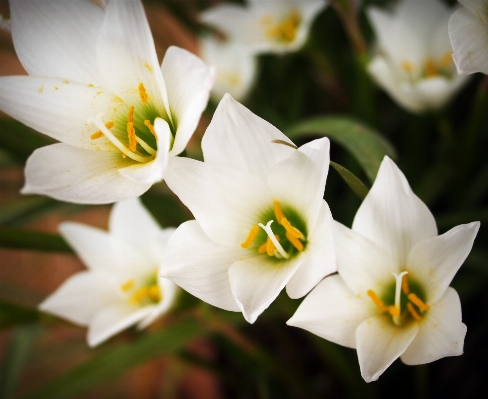 Nature blossom growth plant Photo