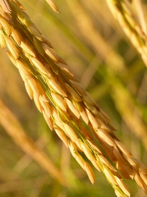 Nature grass branch growth Photo