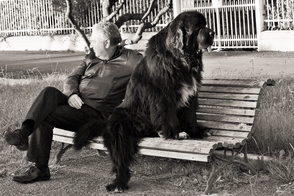 Bianco e nero
 panca cane