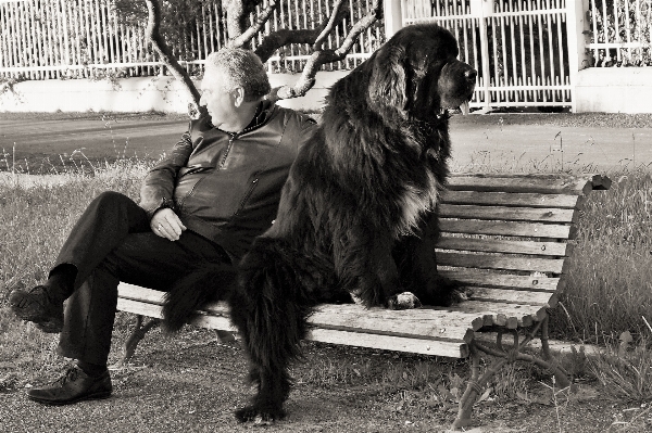 Foto Bianco e nero
 panca cane