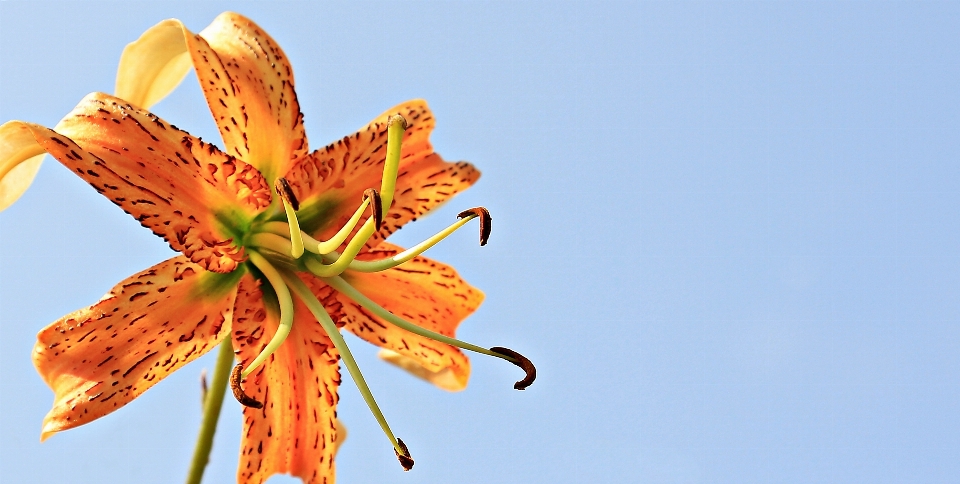 Nature blossom plant sky