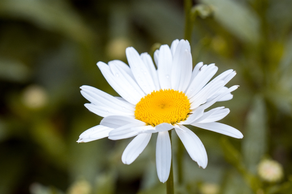 Naturaleza florecer planta prado
