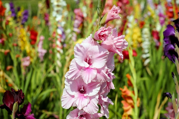 Foto Florecer planta campo flor