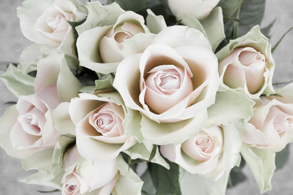 Blossom plant flower petal Photo