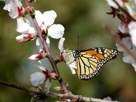 Natur zweig blüte anlage Foto