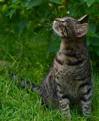 自然 草 動物 かわいい 写真