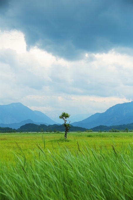 Landscape tree nature forest