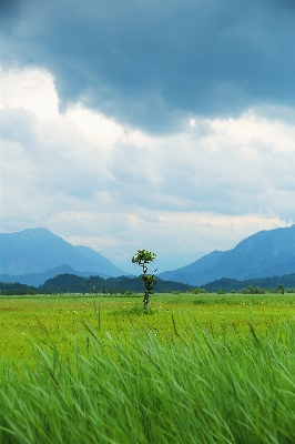 Landscape tree nature forest Photo