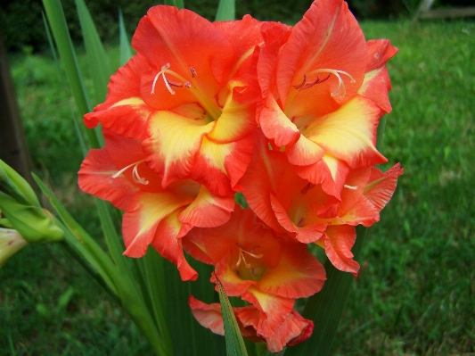 Plant flower petal orange Photo