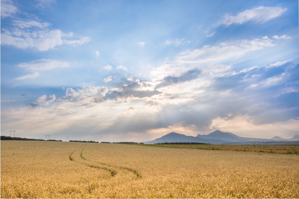 Landscape nature grass horizon