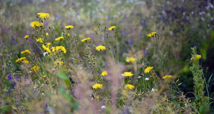 Foto Natureza grama plantar campo