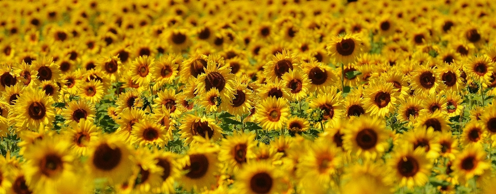 Natur blüte anlage sonne Foto