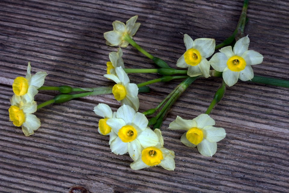 Pianta legna fiore giallo