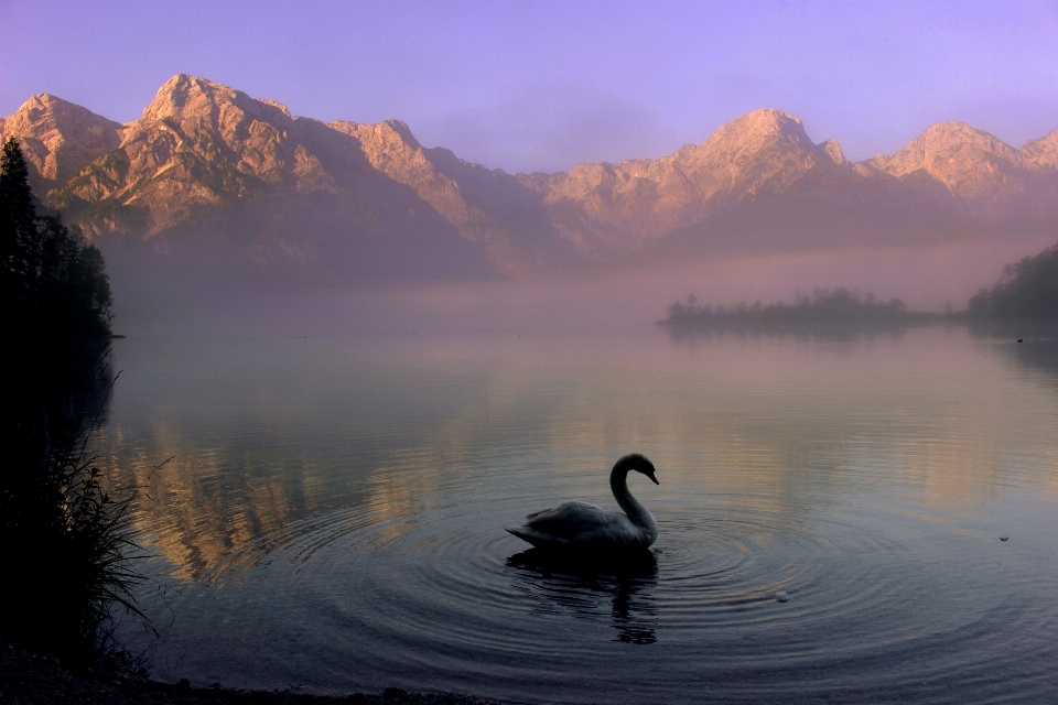 Acqua natura montagna uccello