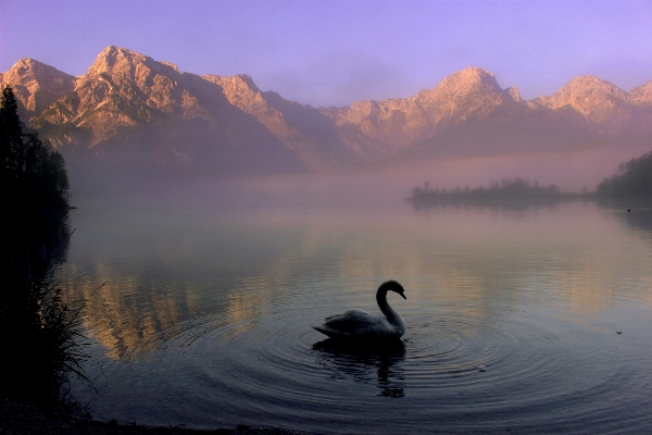 Water nature mountain bird Photo