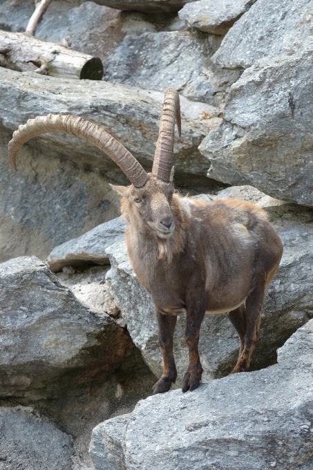 Nature animal été faune