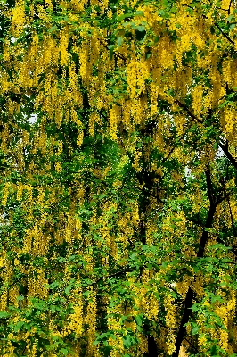 Tree forest branch plant Photo