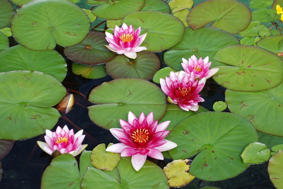 水 自然 花 植物