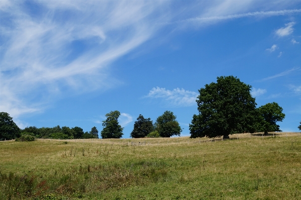 Landscape tree nature grass Photo