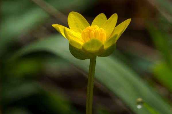 自然 花 植物 草原
 写真