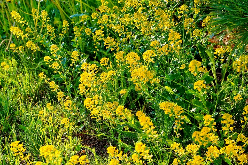 Nature plant meadow prairie