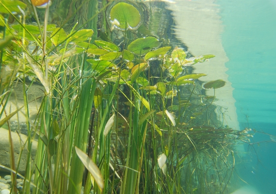 Water grass plant photography Photo