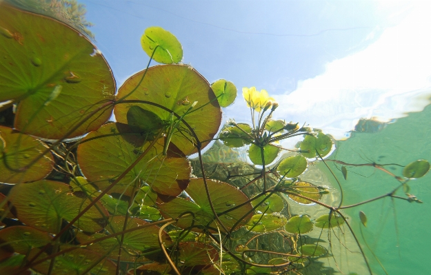 Tree water branch plant Photo