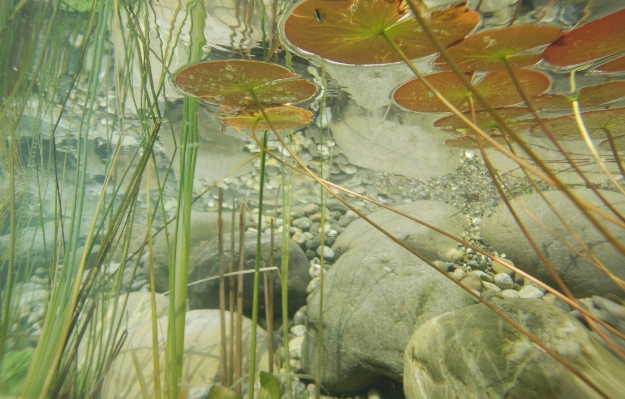 Water plant photography leaf Photo