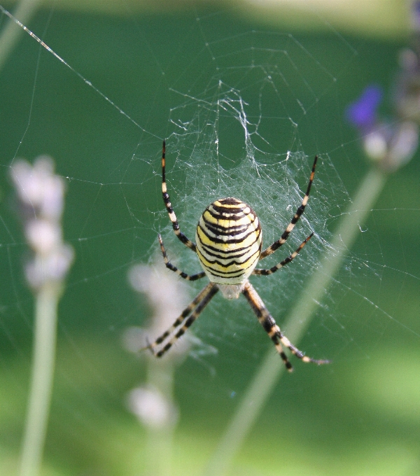 Nature la photographie animal vert