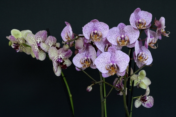 Nature branch blossom plant Photo