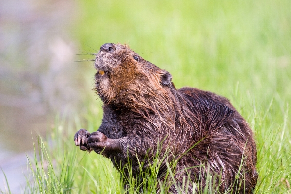 Zdjęcie Woda natura uroczy staw