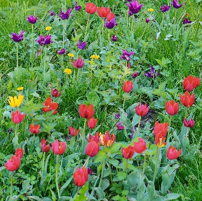 Nature plant field lawn Photo