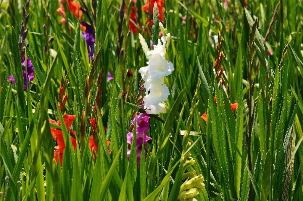 Nature grass blossom plant Photo